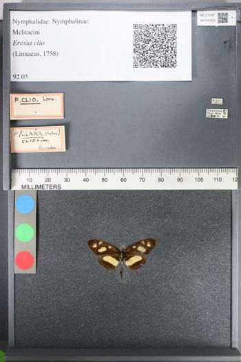Media type: image;   Entomology 101053